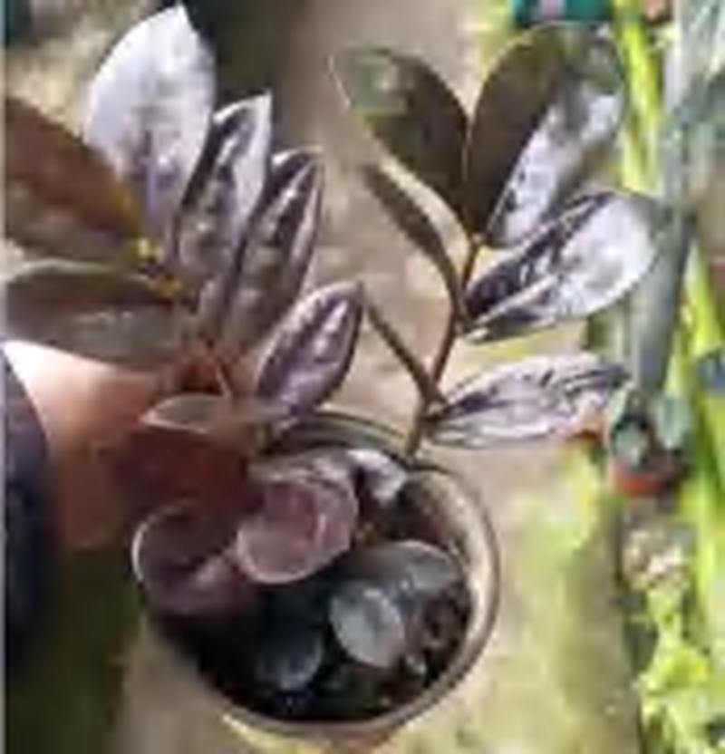 Zamioculcas Zamiifolia （Zz Plants） TC | Grower's Choice, Foshan