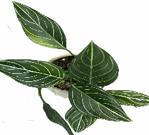 Aglaonema White Vein Tissue Culture