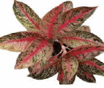 Aglaonema Gold Power Tissue Culture