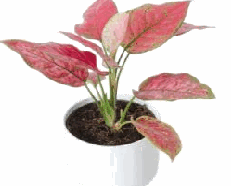 Aglaonema Fireworks Tissue Culture