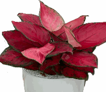 Aglaonema Ruyi Red Tissue Culture