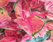 Aglaonema Red Dragon Tissue Culture
