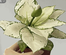 Aglaonema White Elephant Tissue Culture