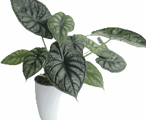 Alocasia Dragon Scale Tissue Culture
