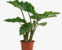 Alocasia Portora Tissue Culture