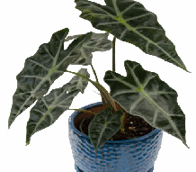 Alocasia Polly Tissue Culture