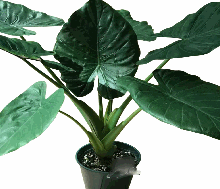 Alocasia Wentii Tissue Culture
