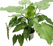 Alocasia odora California Tissue Culture