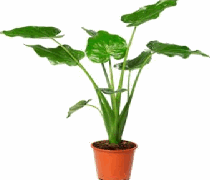 Alocasia cucullata Tissue Culture
