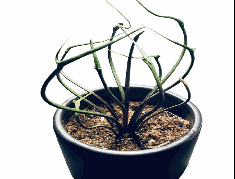 Alocasia Plumbea Flying Squid Tissue Culture