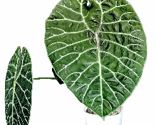 Alocasia Watsoniana Glossy Tissue Culture