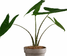 Alocasia Zebrina Tissue Culture