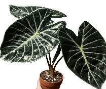 Alocasia Suhirmaniana Tissue Culture