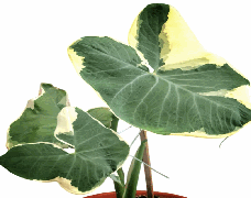 Alocasia Mickey Mouse Variegated Tissue Culture