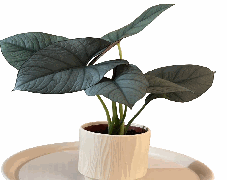 Alocasia Reginae Tissue Culture