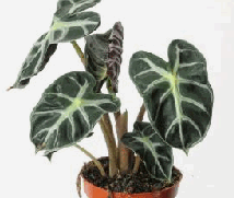 Alocasia Heart Balloon Tissue Culture