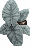 Alocasia Black Dragon Tissue Culture