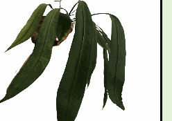 Anthurium Vittarfolium Tissue Culture