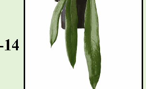 Anthurium Pallidiflorm Tissue Culture