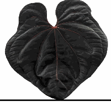 Anthurium Dark phoenix Tissue Culture