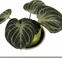 Anthurium KOS Tissue Culture