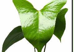 Authurium Sp Napo Tissue Culture