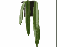 Authurium Wendlingeri Tissue Culture