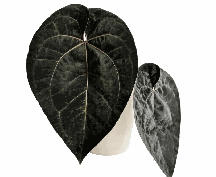Anthurium Ace of Spades Tissue Culture