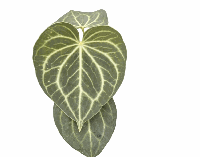 Anthurium Clarinervium *Silver Tiger Tissue Culture