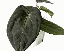 Anthurium Black Magic Tissue Culture