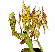 Begonia Amphioxus Tissue Culture