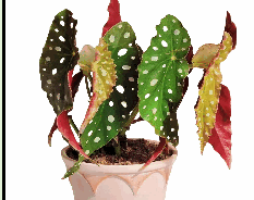 Begonia Maculata Wightii Tissue Culture