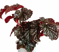 Begonia Maculata Cracklin Rosie Tissue Culture