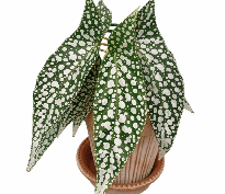 Begonia White Ice Tissue Culture