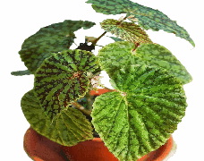 Begonia Maculata Chlorosticta Tissue Culture