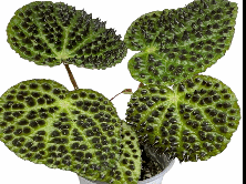 Begonia Ferox Tissue Culture