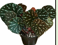 Begonia Filiformis Tissue Culture