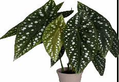 Begonia Sierra Mountain King Tissue Culture