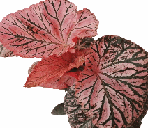 Begonia Midnight Sun Tissue Culture