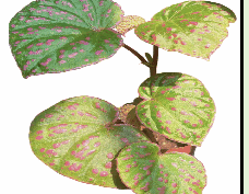 Begonia Rosepunctata Tissue Culture