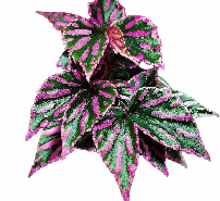 Begonia Queen Tissue Culture