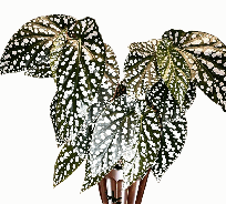 Begonia Miss Diamond Tissue Culture