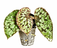 Begonia Ciireals Tissue Culture