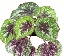 Begonia Morning Dew Tissue Culture