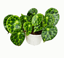 Begonia Kingiana Tissue Culture