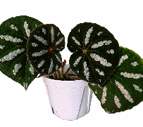 Begonia Filiformis Irmsch hairy legs Tissue Culture