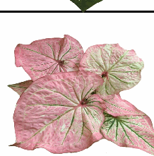 Caladiun peri Tissue Culture