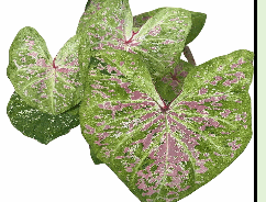 Caladium Foam Tissue Culture