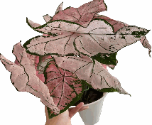 CaladiumPink Splash Tissue Culture