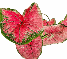 Caladiun Red Moonlight Tissue Culture